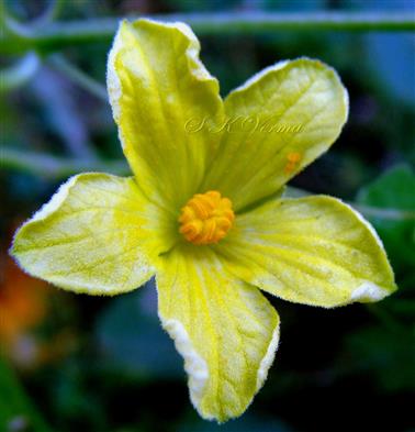  Male Flower with staminal head